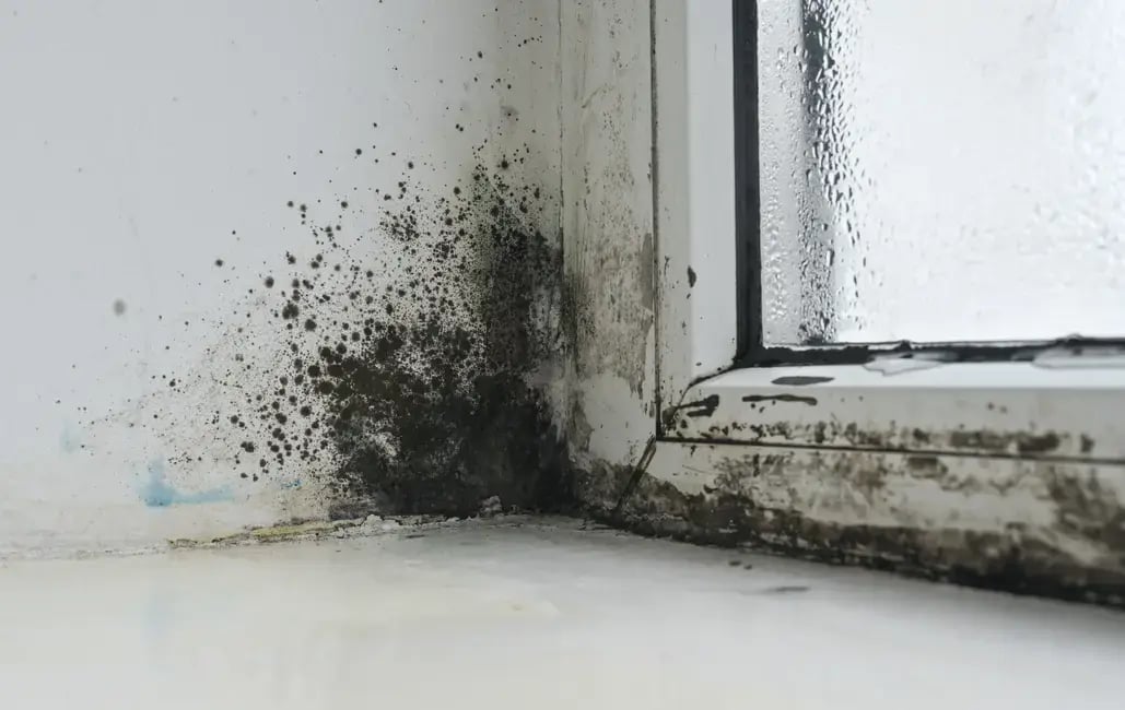 black-mold-colonies-flourish-on-damp-window-glass-2026-01-08-08-15-58-utc-1