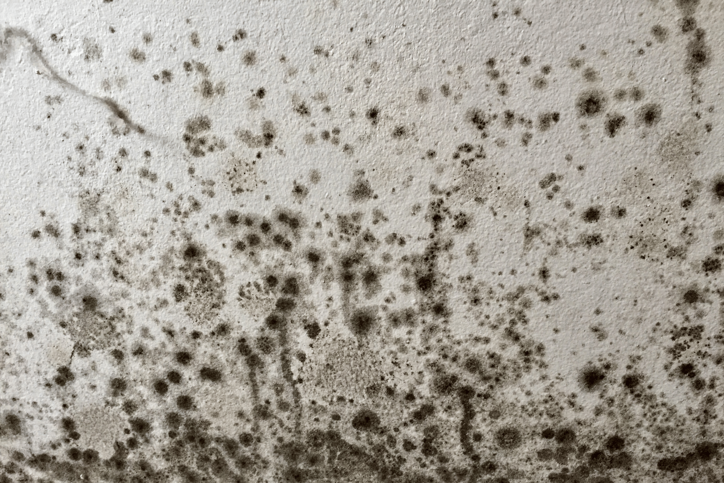 The cost of ignoring damp and mould in your home