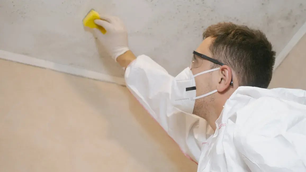 Professional-mould-removal-from-house-interior-walls