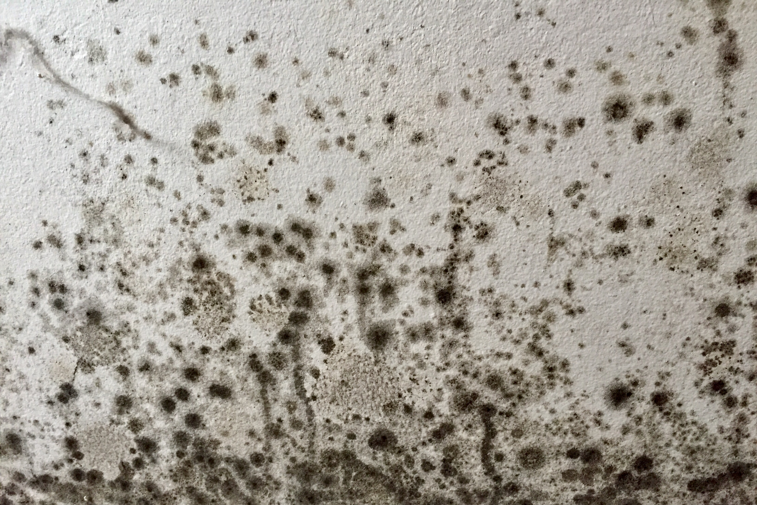 The cost of ignoring damp and mould in your home