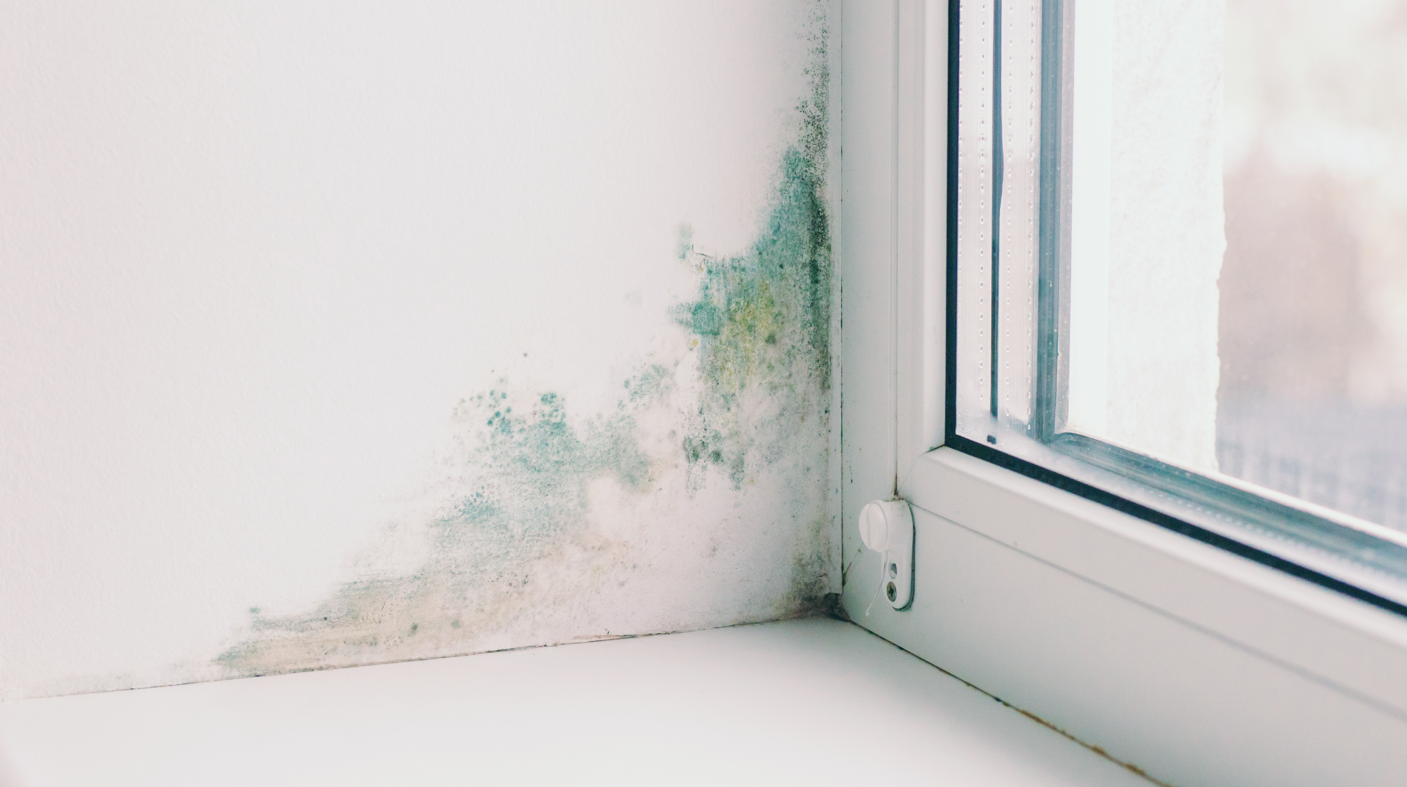 Damp and mould survey identifying mould growth around a residential window in a social housing property.
