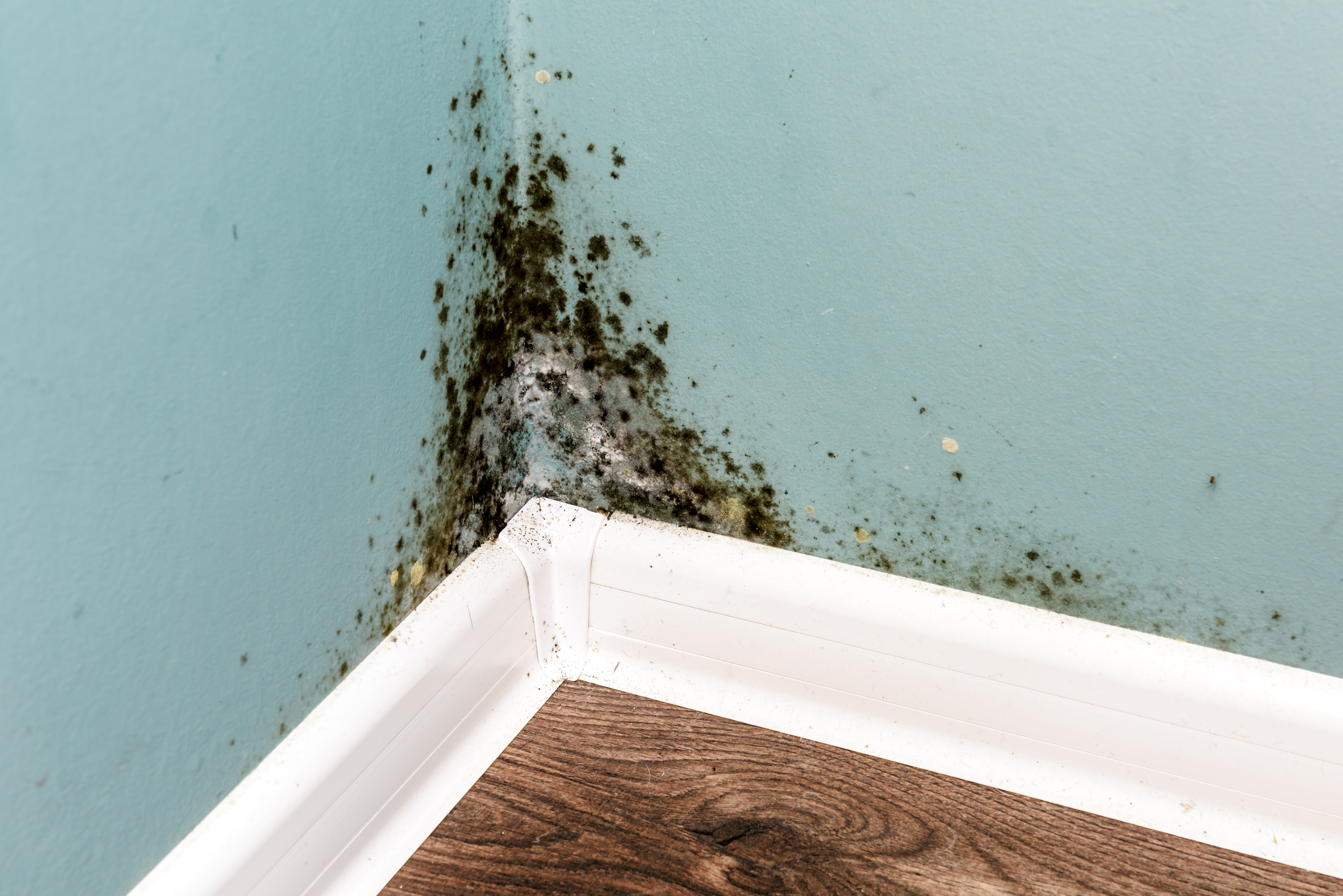 Mould growth on an interior wall inspected as part of air quality testing services after mould remediation.